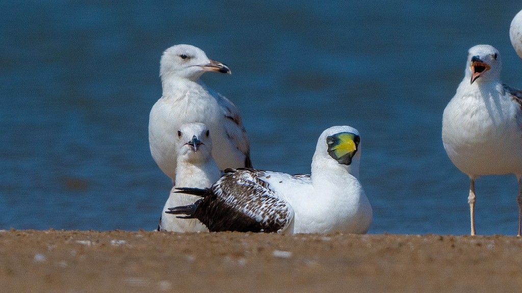 Masked Booby 